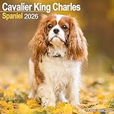 Cavalier King Charles Calendar 2026 Square Dog Breed