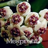 Bloom Green Co. Nuovo Fresco Hoya, piante in vaso Hoya