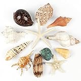 Fangoo Grands coquillages en vrac en vrac, 12 types