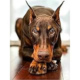 YSCOLOR Diamond Painting Diamant Peinture Doberman