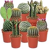 Cactus Mixtes - 10 Plantes - Pour la Maison/Bureau