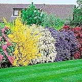 Mélange de 5 plants d'arbustes à fleurs | Jardin rustique