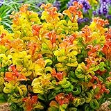 Leucothoe axillaris (Pot de 17cm) - Arbuste élégant